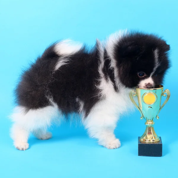 Spitz puppy winner — Stock Photo, Image