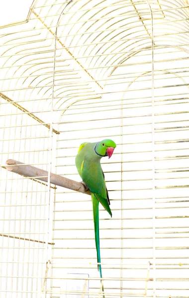 Zelený papoušek v kleci — Stock fotografie