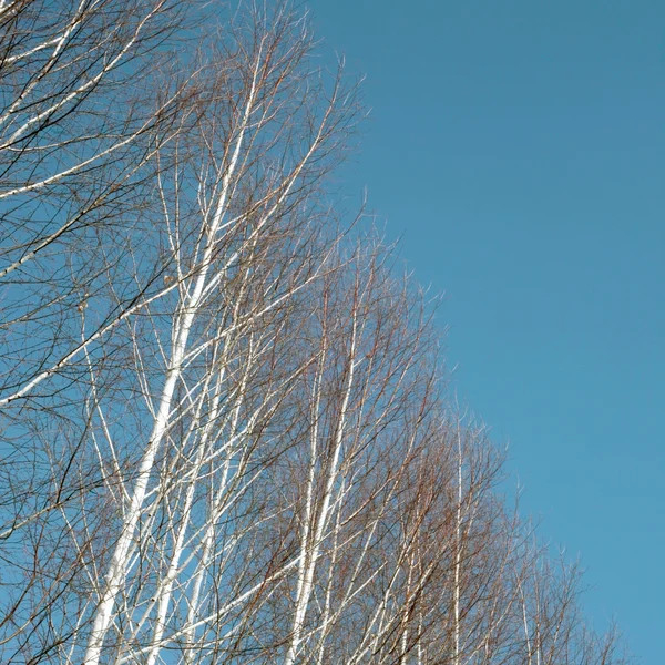 Witte Berken met blauwe lucht — Stockfoto