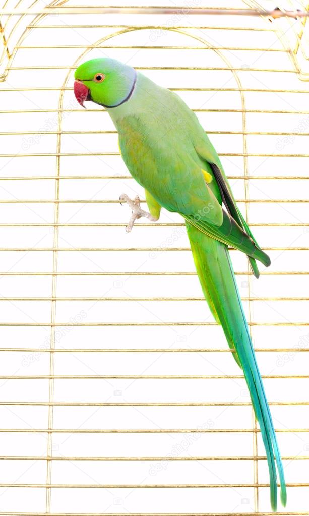 parrot in cage