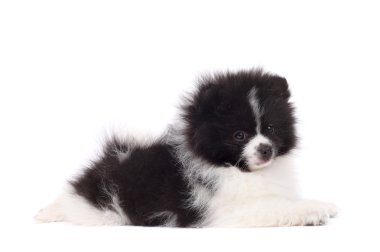 Sevimli köpek yavrusu spitz