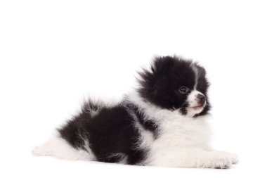 Sevimli köpek yavrusu spitz