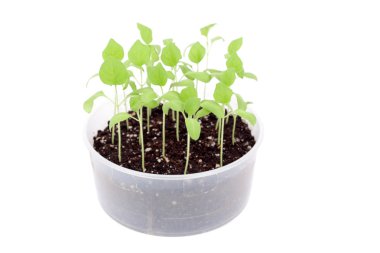 Parlak yeşil lahanası bahar