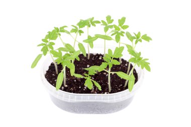 Parlak yeşil lahanası bahar