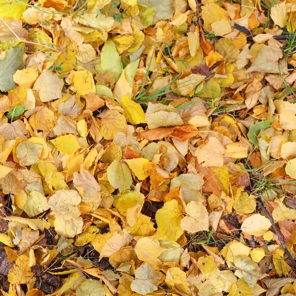 Autumn leaves background — Stock Photo, Image