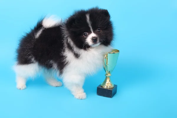 Spitz puppy winner — Stock Photo, Image