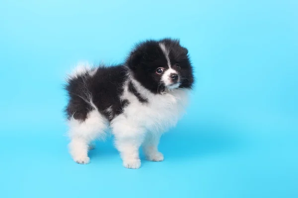 Cute little spitz puppy — Stock Photo, Image