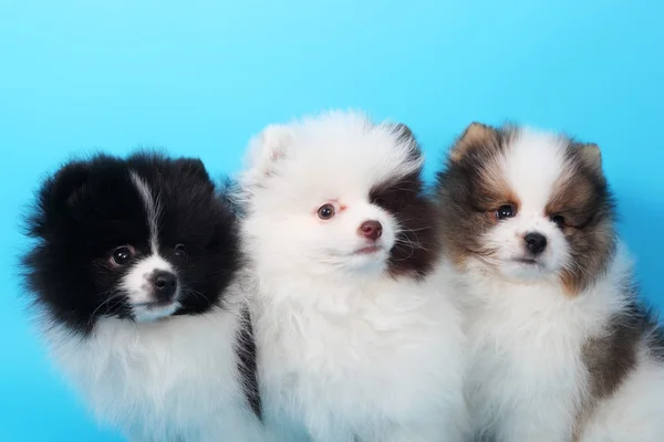 Lindo poco spitz cachorros — Foto de Stock