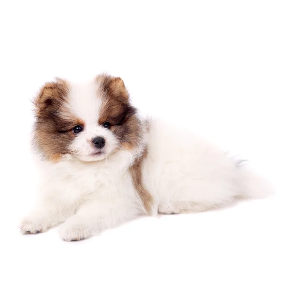 Cute little spitz puppy — Stock Photo, Image