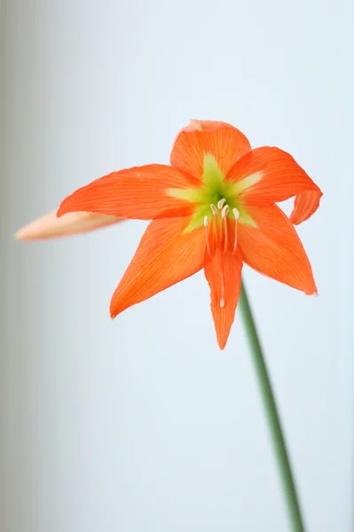 Bright red flower — Stock Photo, Image