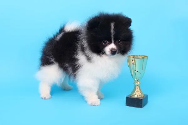 Spitz puppy winner — Stock Photo, Image