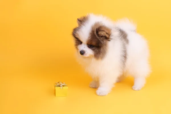 Милый щенок с посылкой — стоковое фото