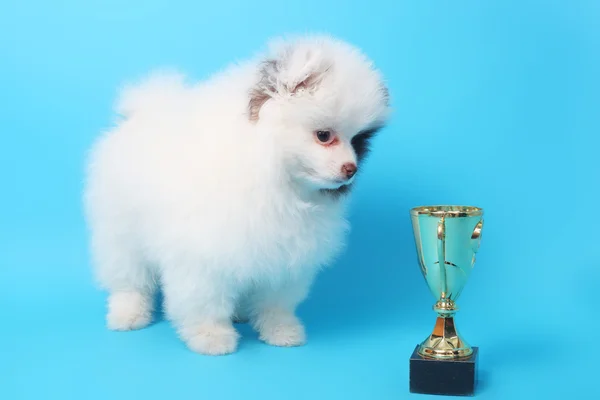 Spitz puppy winner — Stock Photo, Image