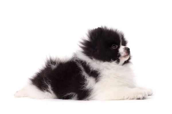 Cute little spitz puppy — Stock Photo, Image