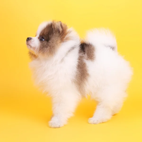 Carino sorridente piccolo spitz cucciolo — Foto Stock
