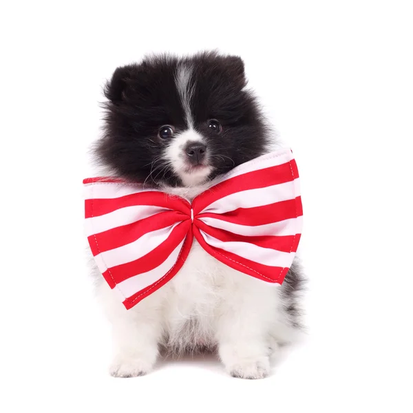 Cute spitz puppy — Stock Photo, Image