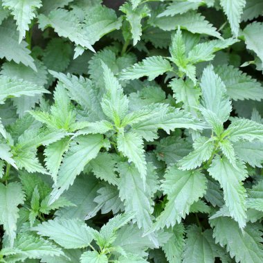 küçük ısırgan arka plan