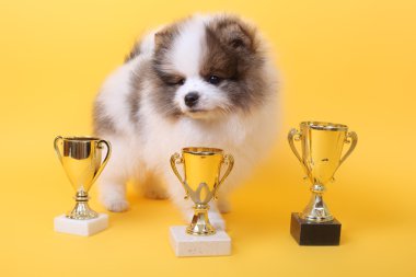 Spitz köpek yavrusu kazanan