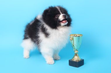 Spitz köpek yavrusu kazanan