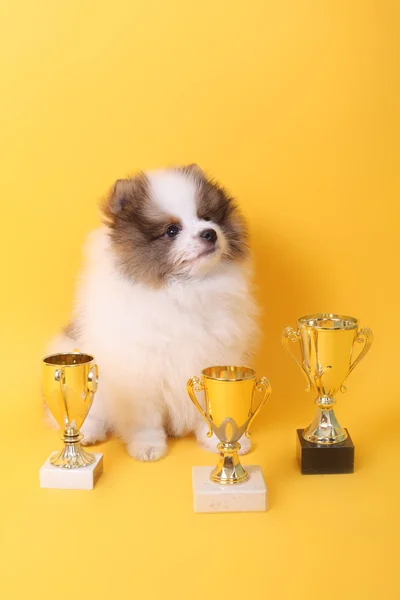 Spitz köpek yavrusu kazanan — Stok fotoğraf