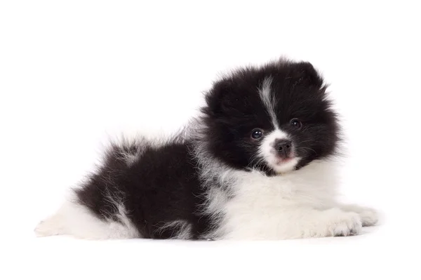 Carino piccolo cucciolo di spitz — Foto Stock