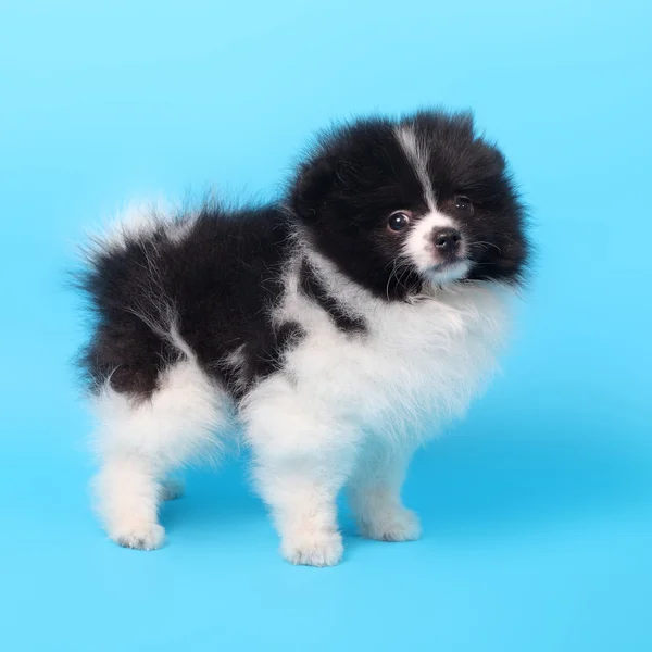 Lindo perrito spitz — Foto de Stock