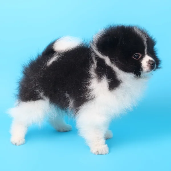 Carino piccolo cucciolo di spitz — Foto Stock