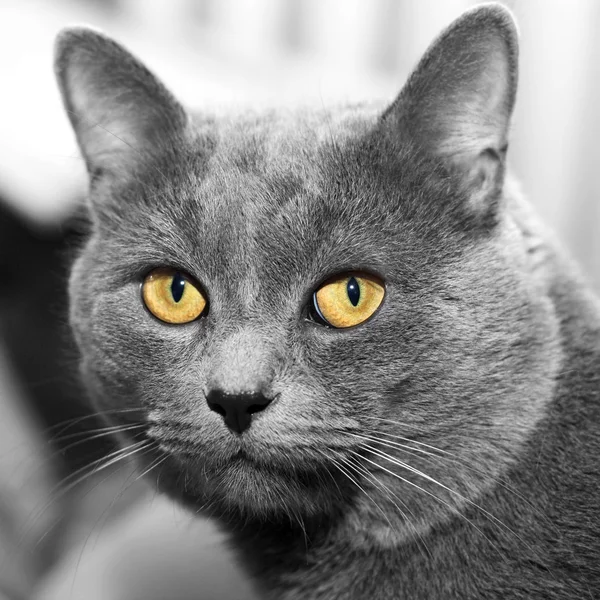 Gato cinza com os grandes olhos amarelos — Fotografia de Stock