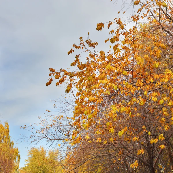 Gele herfstboom — Stockfoto