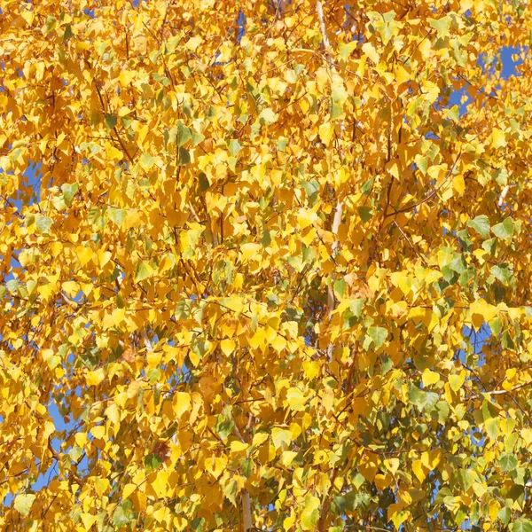 Birch golden leaves — Stock Photo, Image