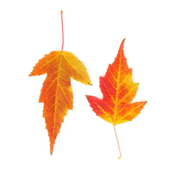 Yellow and red maple leaves — Stock Photo, Image