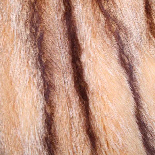 Racoon coat background — Stock Photo, Image