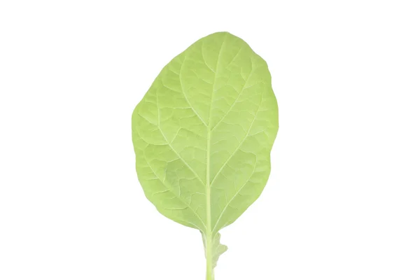 Planta verde claro — Fotografia de Stock