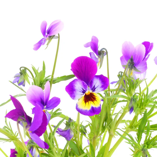 Violet pansy flowers — Stock Photo, Image