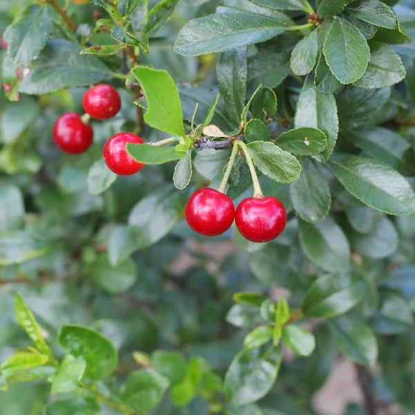 Cerejas maduras no jardim — Fotografia de Stock