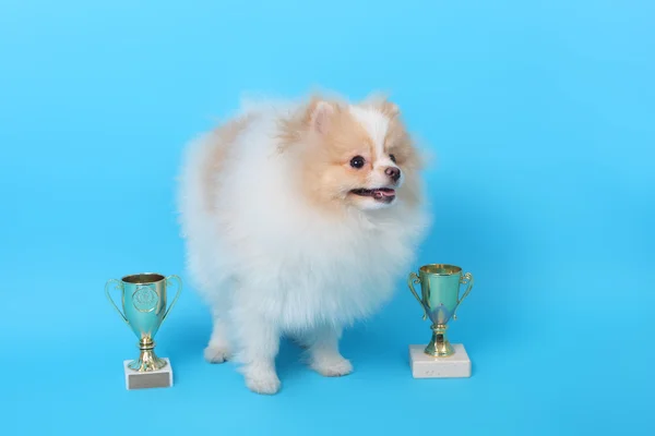 Spitz köpek yavrusu kazanan — Stok fotoğraf