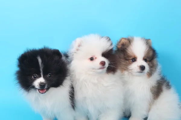 Tiga anak anjing kecil yang lucu spitz — Stok Foto