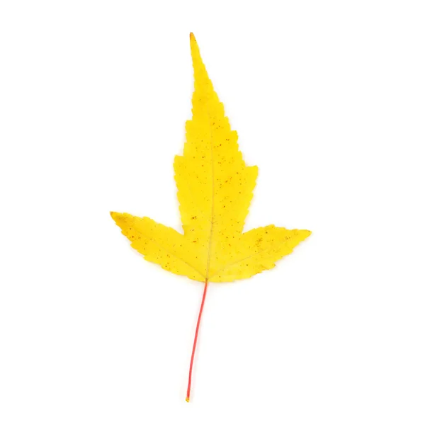 Bright yellow maple leaf — Stock Photo, Image