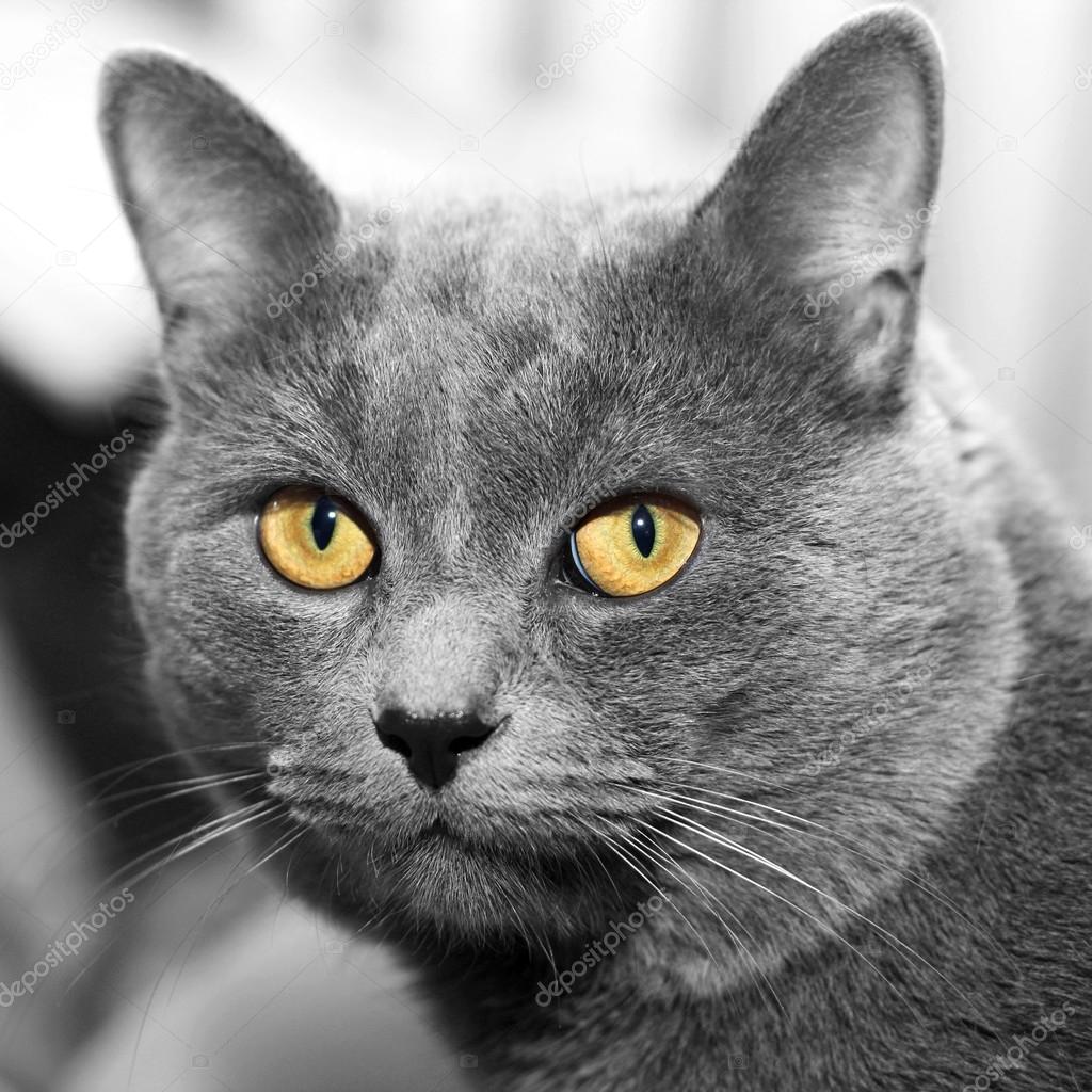 Chat Gris Avec Les Gros Yeux Jaunes Photographie Lanych