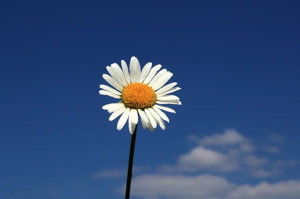Flor de manzanilla sobre fondo del cielo — Foto de Stock
