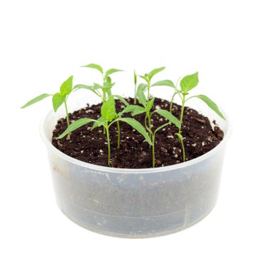 Closeup büyüyen lahanası