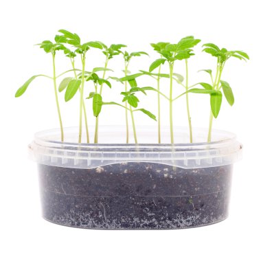 Closeup büyüyen lahanası