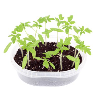 Closeup büyüyen lahanası