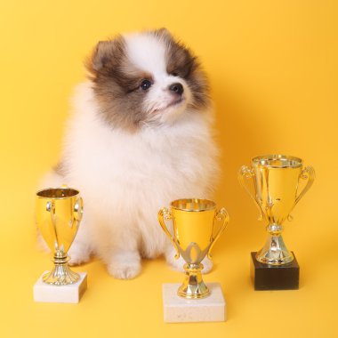 Şirin spitz köpek yavrusu