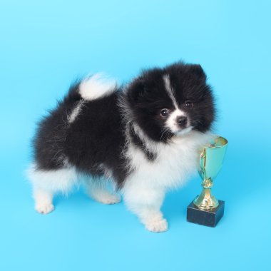 Şirin spitz köpek yavrusu