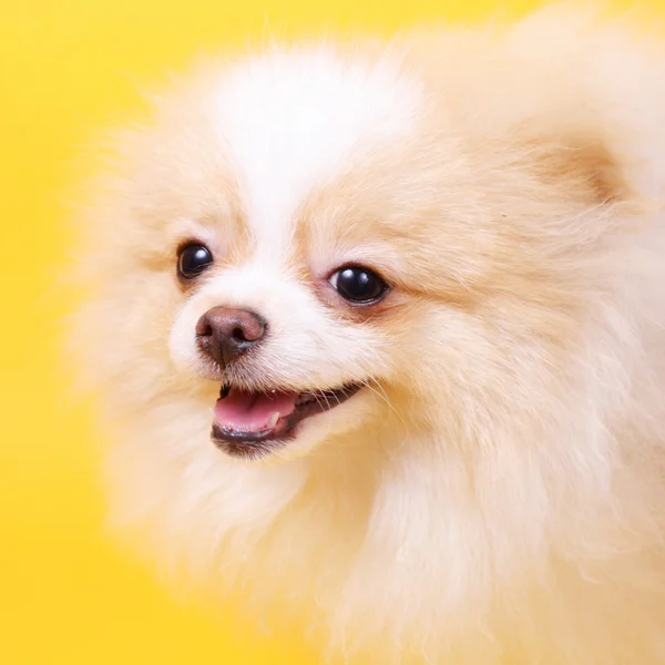 Lindo cachorro spitz — Foto de Stock