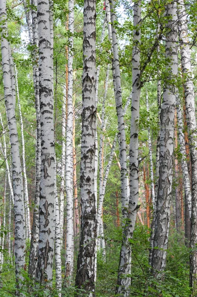 Birch tree forest — Stockfoto