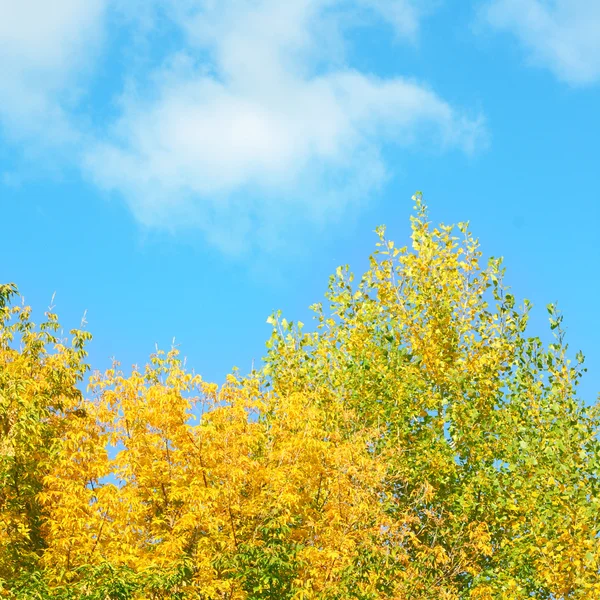 Heldere herfst kleuren — Stockfoto