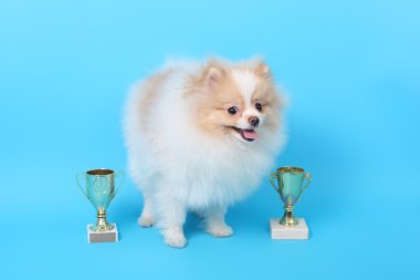 Spitz köpek yavrusu kazanan 