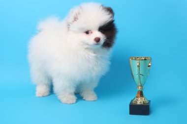 Spitz köpek yavrusu kazanan